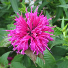 IMG_6635.JPG