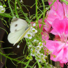IMG_6669.JPG