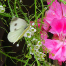 IMG_6669.jpg