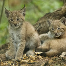 Luchs-Nachwuchs in Schönbrunn