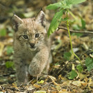 Luchs Zwillinge Tiergarten Schoenbrunn Daniel Zupanc _3_.jpg