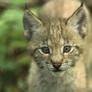 Luchs Zwillinge Tiergarten Schoenbrunn Daniel Zupanc _4_.jpg