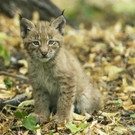 Luchs Zwillinge Tiergarten Schoenbrunn Daniel Zupanc _5_.jpg