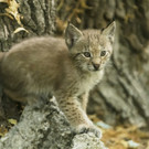 Luchs Zwillinge Tiergarten Schoenbrunn Daniel Zupanc _6_.jpg