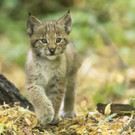 Luchs Zwillinge Tiergarten Schoenbrunn Daniel Zupanc _8_.jpg
