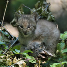 Luchs Zwillinge Tiergarten Sch__nbrunn Norbert Potensky _1_.JPG