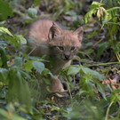 Luchs Zwillinge Tiergarten Sch__nbrunn Norbert Potensky _2_.JPG
