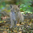 Luchs Zwillinge Tiergarten Sch__nbrunn Norbert Potensky _3_.JPG