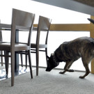 Übung am Wiener Donauturm: Polizeihunde stöberten Suchtgift auf