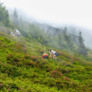 20170624_Lionswald_016.jpg