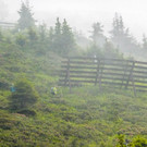 20170624_Lionswald_026.jpg