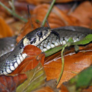 Schlangen: So sehen Ringelnattern und Äskulapnattern aus