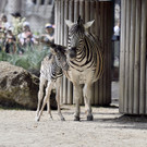 Zebra-Baby im Tiergarten SChönbrunn geboren