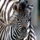 PA_Zebra4.jpg