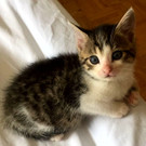 Baby Katze 