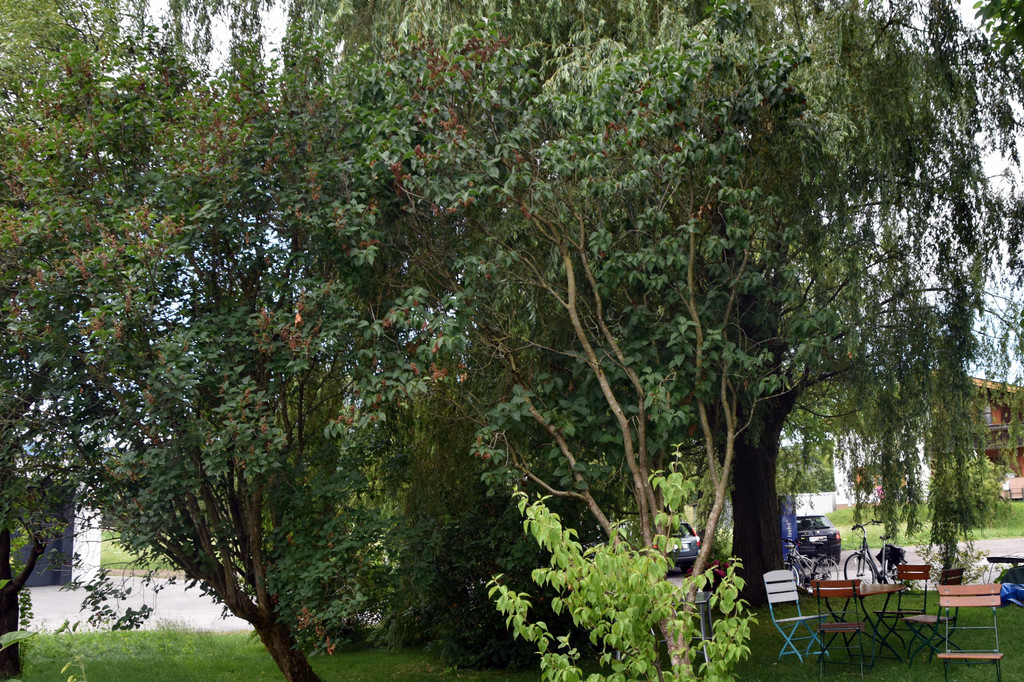DSC_0623.JPG