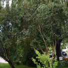 DSC_0623.JPG