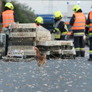 Huehner auf der A1 _7_.jpg
