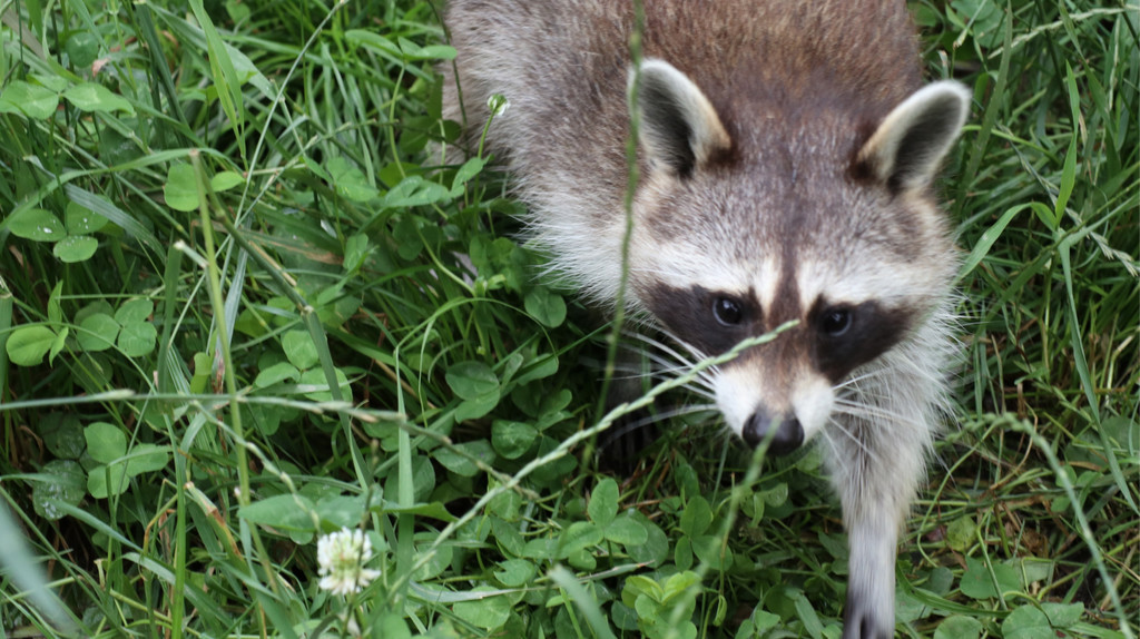 KOE_Wildpark Fruehschoppen 2017 4.jpg