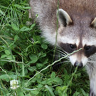 KOE_Wildpark Fruehschoppen 2017 4.jpg