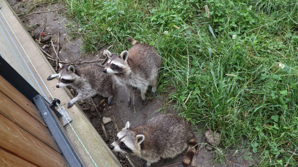 KOE_Wildpark Fruehschoppen 2017 5.jpg