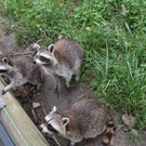 KOE_Wildpark Fruehschoppen 2017 5.jpg