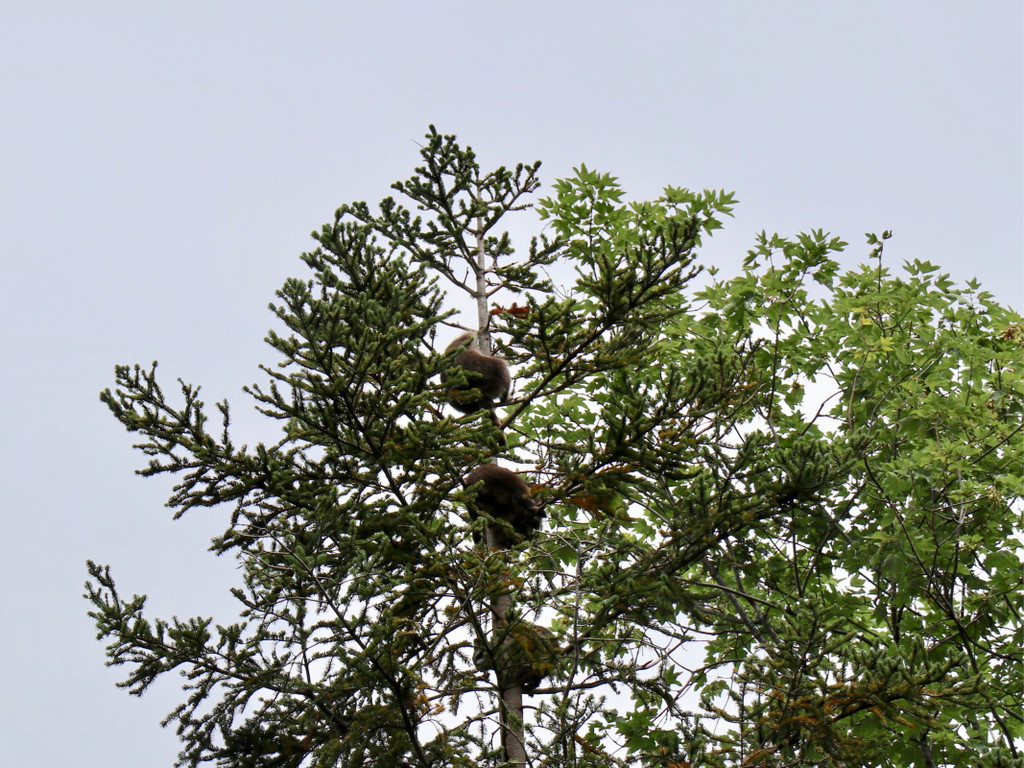 KOE_Wildpark Fruehschoppen 2017 1.jpg
