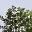 KOE_Wildpark Fruehschoppen 2017 1.jpg