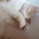 Simba