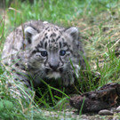 ZooSBG_Schneeleopard_Baby.jpg