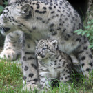 ZooSBG_Schneeleopard_MutterSohn.jpg