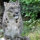 ZooSBG_Schneeleopard_VaterSohn.jpg