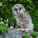 Neue Heimat für Habichtskäuze