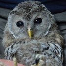 PA_Habichtskauz2.jpg