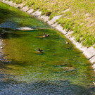 Grüne Bäche in Salzburg