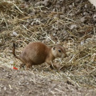 Nachwuchs im Zoo Juli 2017