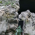 20170714fmt_zoobabys_ta_022.JPG