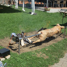 IMG_5024.JPG