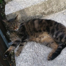 Mauntz