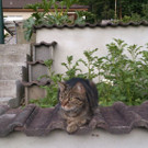 DSC_0305.JPG
