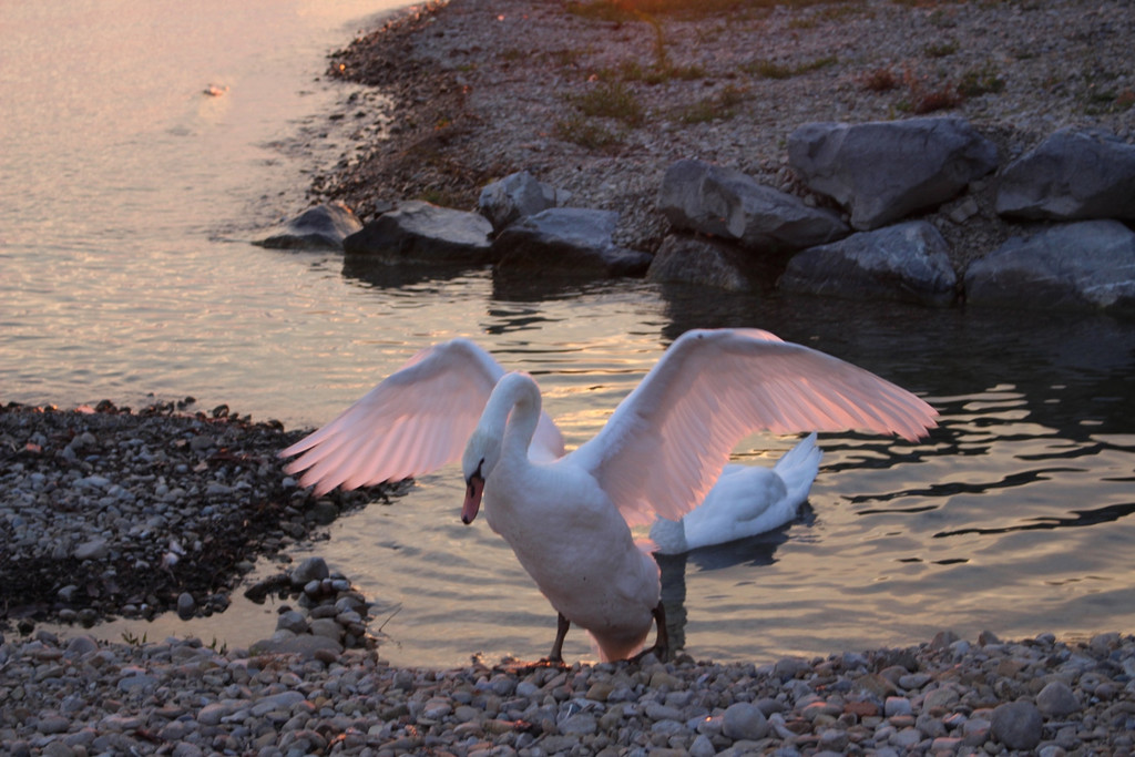Treff am See SCHW__NE Symbolfotos Juli 2017.JPG