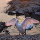 Treff am See SCHW__NE Symbolfotos Juli 2017.JPG