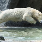 Tiere im Tiergarten Schönbrunn gehen bei Hitze baden