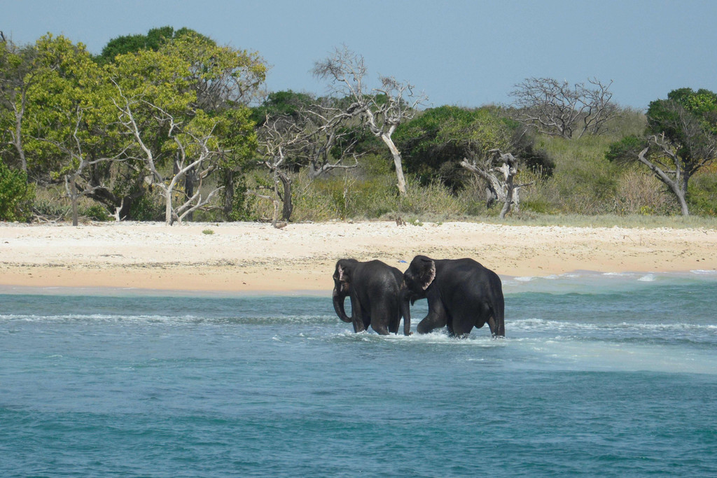 elefant_sri_lanka_AFP _1_.jpg