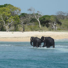 elefant_sri_lanka_AFP _1_.jpg