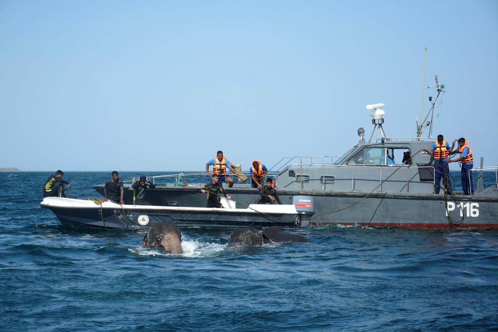 elefant_sri_lanka_AFP _2_.jpg