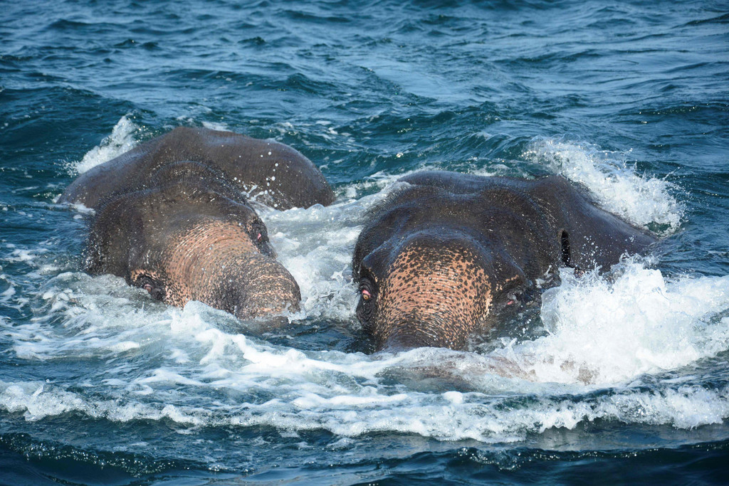 elefant_sri_lanka_AFP _3_.jpg