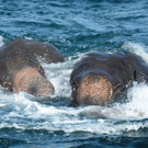 elefant_sri_lanka_AFP _3_.jpg