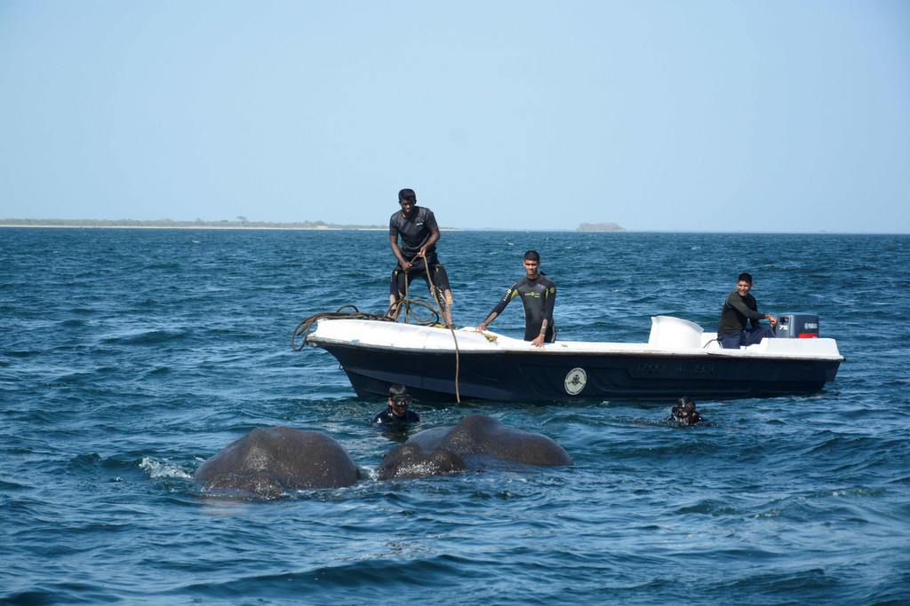 elefant_sri_lanka_AFP _4_.jpg