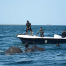 elefant_sri_lanka_AFP _4_.jpg